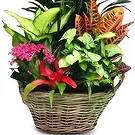 Cala Llonga flowers  -  Garden Orchid Ensemble Flower Bouquet/Arrangement