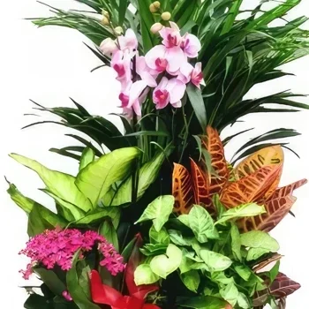 Benalmadena blomster- Garden Orchid Ensemble Blomsterarrangementer bukett