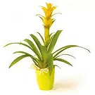 fiorista fiori di Laval- Nana la pianta gialla di Guzmania Bouquet floreale