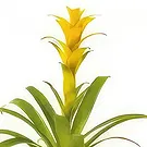 fiorista fiori di Laval- Nana la pianta gialla di Guzmania Bouquet floreale