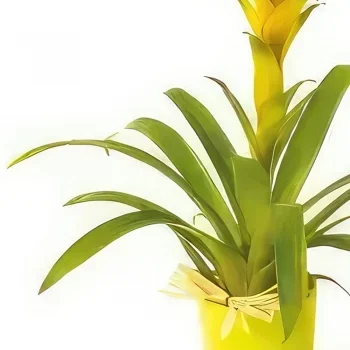 Paris Blumen Florist- Nana die gelbe Guzmania-Pflanze Bouquet/Blumenschmuck