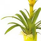fiorista fiori di Laval- Nana la pianta gialla di Guzmania Bouquet floreale
