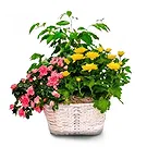Ibiza flowers  -  Nature's Bounty Basket Flower Bouquet/Arrangement