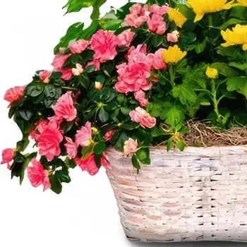 ดอกไม้ บายาโดลิด - กระเช้าของขวัญจากธรรมชาติ ช่อดอกไม้/การจัดวางดอกไม้