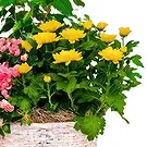 Ibiza flowers  -  Nature's Bounty Basket Flower Bouquet/Arrangement