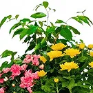 Ibiza flowers  -  Nature's Bounty Basket Flower Bouquet/Arrangement