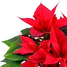 Smederevska Palanka flowers  -  Happy New Year Flower Bouquet/Arrangement
