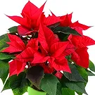 Smederevska Palanka flowers  -  Happy New Year Flower Bouquet/Arrangement