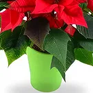 Smederevska Palanka flowers  -  Happy New Year Flower Bouquet/Arrangement
