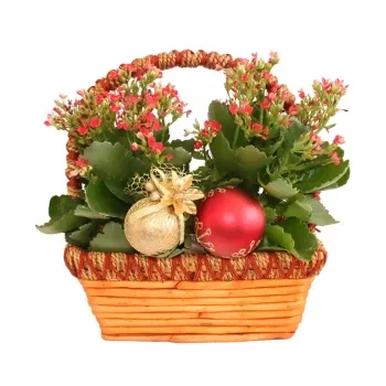 بائع زهور فلورنسا- نباتات كالانشو في ليلة رأس السنة