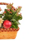 Vignone flowers  -  New Year's Eve Kalanchoe Plants Flower Bouquet/Arrangement