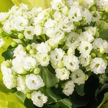 Belem cvijeća- Mala košara voća i cvijeća Cvjetni buket/aranžman