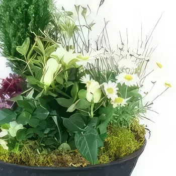Pau blomster- Nubes White Plant Mourning Cup Blomst buket/Arrangement