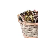 Odda blomster- Feir søt frihet Blomsterarrangementer bukett
