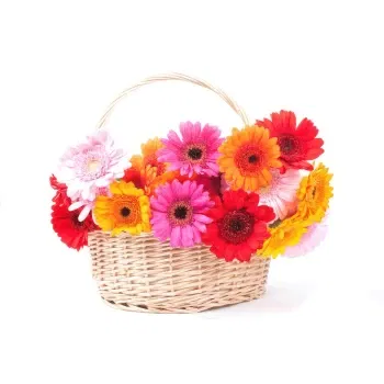 بائع زهور صقلية- جربيرا ملونة في وعاء