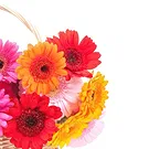 fiorista fiori di Firenze- Gerbere colorate in ciotola Bouquet floreale