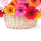 fiorista fiori di Firenze- Gerbere colorate in ciotola Bouquet floreale