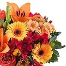 Case Lunghe flowers  -  Bouquet of Orange Flowers and Soft Toys Flower Bouquet/Arrangement