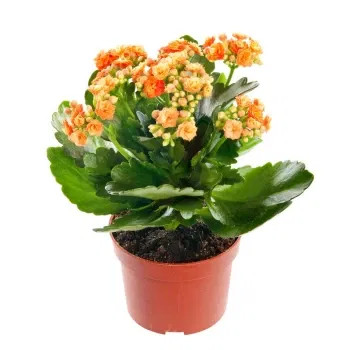 Sicily flowers  -  Kalanchoe Plant