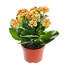Mira flowers  -  Kalanchoe plant Flower Bouquet/Arrangement