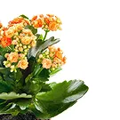 Mira flowers  -  Kalanchoe plant Flower Bouquet/Arrangement