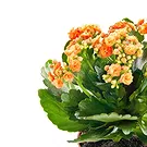 Mira flowers  -  Kalanchoe plant Flower Bouquet/Arrangement