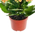 Mira flowers  -  Kalanchoe plant Flower Bouquet/Arrangement