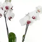 Brestak blomster- Orkidé og gaver Blomst buket/Arrangement
