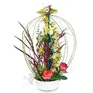 Prokuplje flowers  -  Orchid Blooms Flower Bouquet/Arrangement