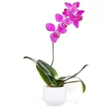 Pau bloemen bloemist- Roze Paarse Orchidee Een Tak Bloem Levering