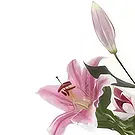 بائع زهور Bjal Izvor- فراشة العاهل تحلق باقة الزهور