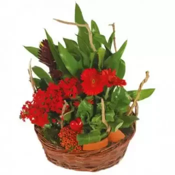 Marselha Florista online - Antho, o jardineiro, cesta de plantas Buquê
