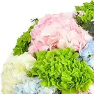 An-Najadah blomster- Pastellhortensiaer med grøntområder Blomsterarrangementer bukett
