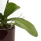 Palia Ampelia flowers  -  Phalaenopsis Plant Flower Bouquet/Arrangement