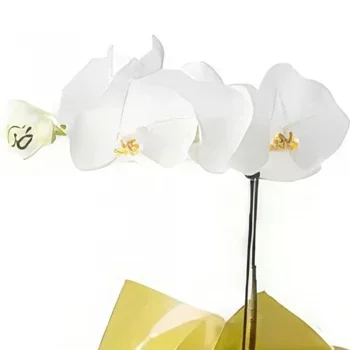 Salvador kukat- Phalaenopsis orkidea lahjaksi Kukka kukkakimppu