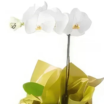 Braсilia cveжe- Poklon orhideja Phalaenopсiс Cvet buket/aranžman