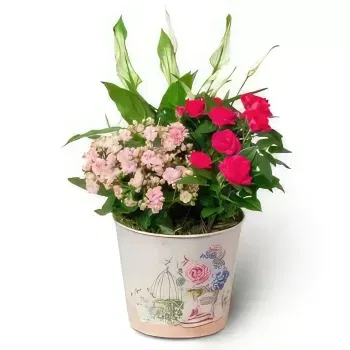 Ungarn Blumen Florist- Pink Room - Pflanzen pflanzen Blumen Lieferung