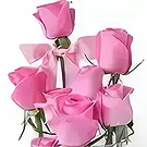 fleuriste fleurs de Bur Dubai- Bonheur rose Bouquet/Arrangement floral