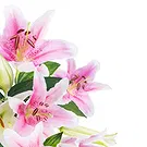 Italy flowers  -  Bouquet of Pink Lilies Flower Bouquet/Arrangement