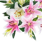 Italy flowers  -  Bouquet of Pink Lilies Flower Bouquet/Arrangement
