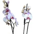 Valença flowers  -  Flawless Flower Bouquet/Arrangement
