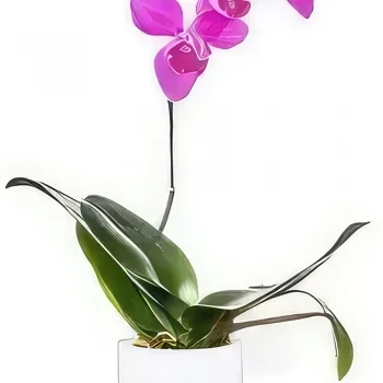 Нант цветя- Розова лилава орхидея А клон Букет/договореност цвете