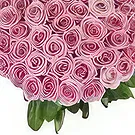 Sitrah blommor- 50 rosa rosor Bukett/blomsterarrangemang