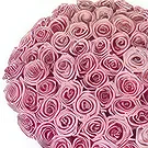Sitrah blommor- 50 rosa rosor Bukett/blomsterarrangemang