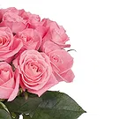 Italy flowers  -  Bouquet of 12 Pink Roses Flower Bouquet/Arrangement