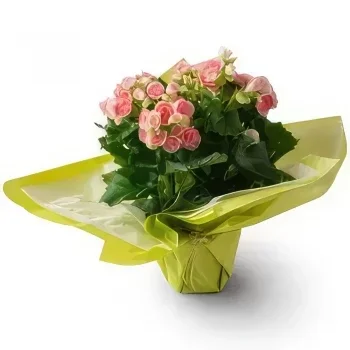 Belém bunga- Begonia dalam Vas Hadiah Sejambak/gubahan bunga