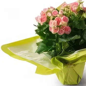 Fortaleza flowers  -  Begonia in Gift Vase Flower Bouquet/Arrangement