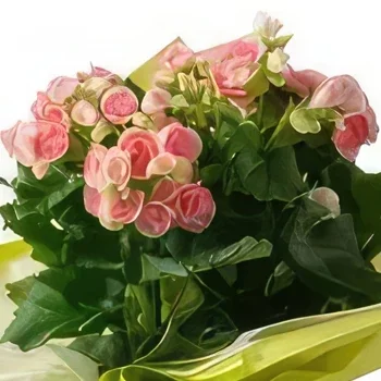 Belém kvety- Begónia v Darčeková váza Aranžovanie kytice