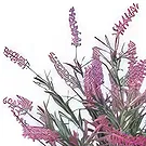 Adma flowers  -  Arrangement 2 Flower Bouquet/Arrangement