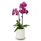 fiorista fiori di Benidorm- Orchidea farfalla arrossante Bouquet floreale